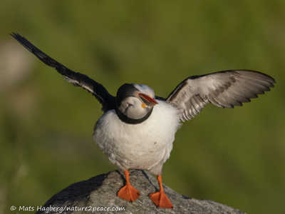 Puffin