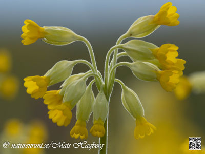 Cowslip primrose