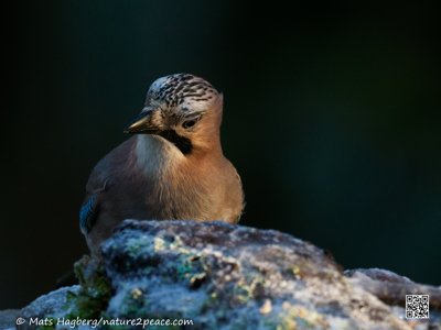 Eurasian jay