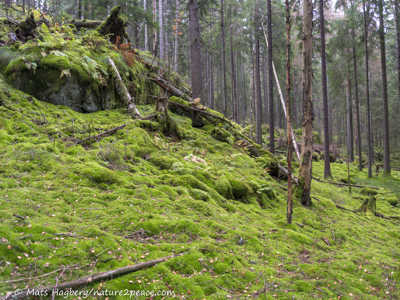 Granskog