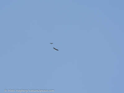 Havsörn och ormvråk