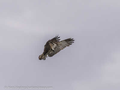 Osprey