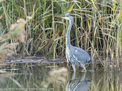 Grey heron
