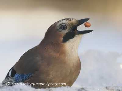 Eurasian Jay