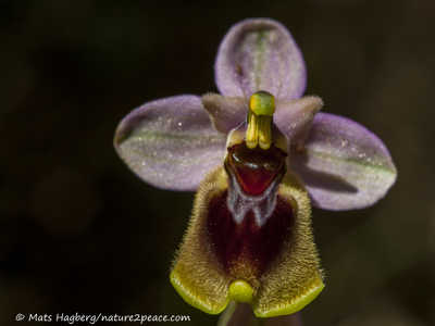 Sawfly orchid