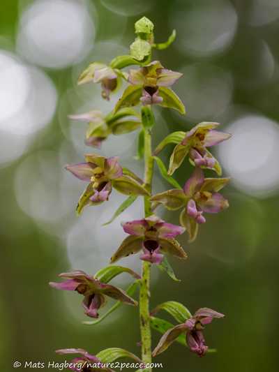 Broad-leaved helleborine