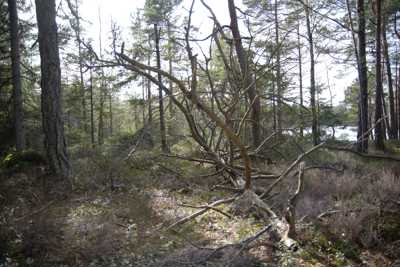 Risveden - Verleskogen