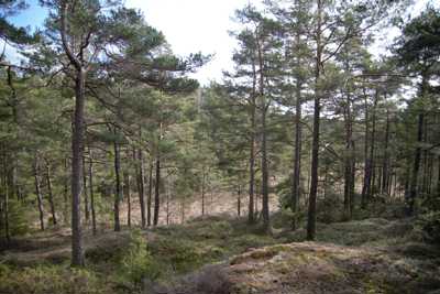 Scots pine