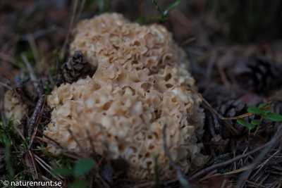 Cauliflower fungus