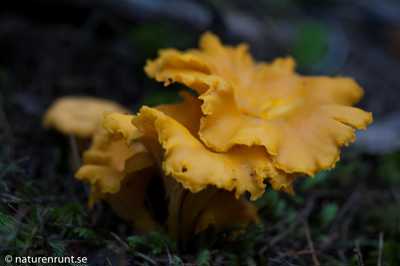 Golden chanterelle