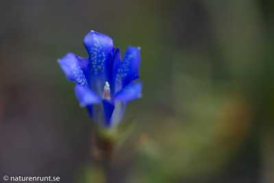 Marsh gentian