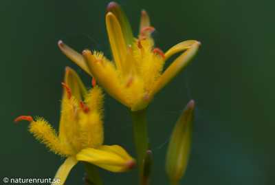 Bog asphodel