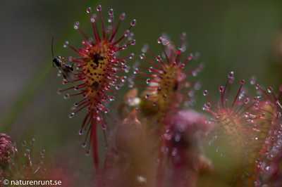 Great sundew