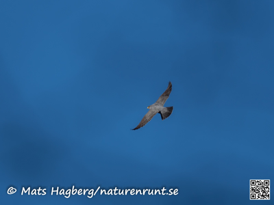 The peregrine falcon