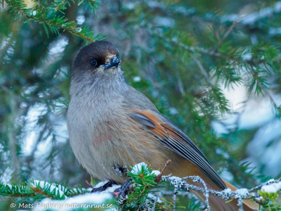 Siberian jay