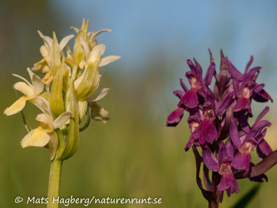 Elder-flowered orchid