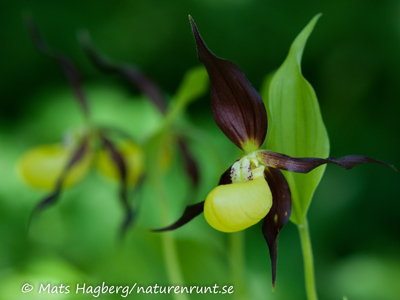 Lady´s-slipper orchid