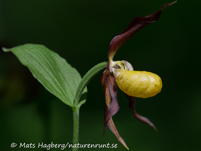 Lady´s-slipper orchid