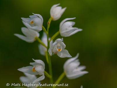 Narrow-leaved helleborine