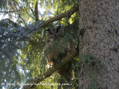 Eagle-owl