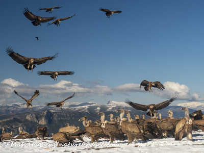 Griffon vultures
