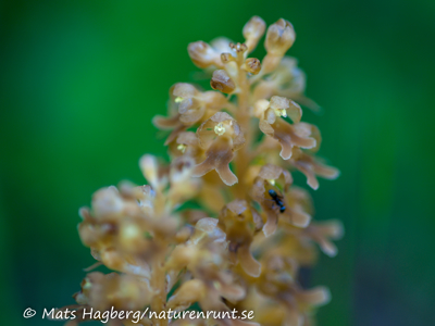 Bird's-nest orchid