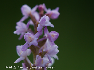 Gymnadenia odoratissima