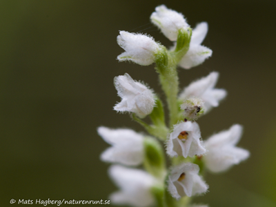 Creeping lady's-tresses