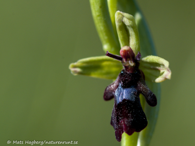 Fly orchid