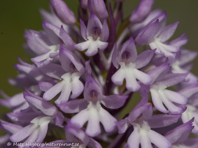 Pyramidal orchid