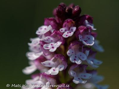 Burnt-tip orchid