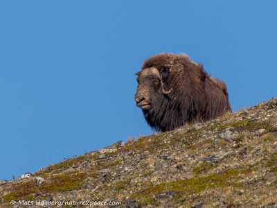 Musk ox