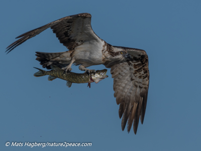 El águila pescadora
