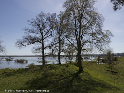 Oak trees