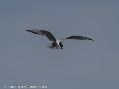 Common tern