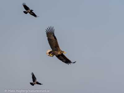 white tailed eagle