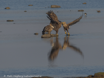 White tailed eagle