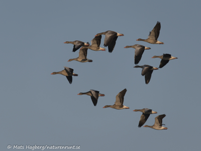 Greylag goose