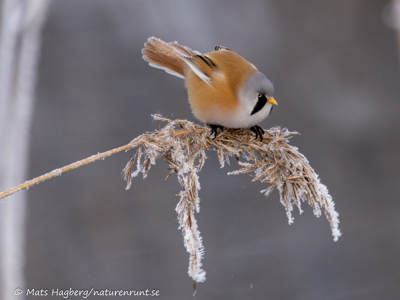 Bearded reedling