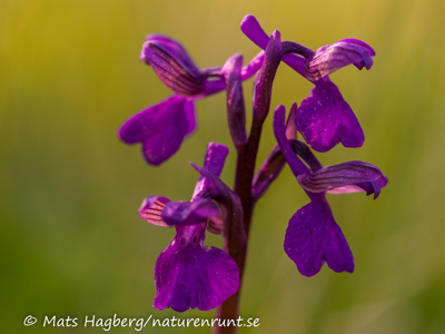Green-winged orchid