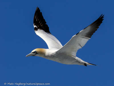 Gannet